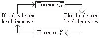 ""CBSE-Class-8-Science-NSO-Olympiad-MCQs-with-Answers-Set-N-16