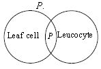 ""CBSE-Class-8-Science-NSO-Olympiad-MCQs-with-Answers-Set-O-4