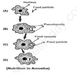 ""CBSE-Class-9-Science-The-Fundamental-Unit-of-Life-Assignment-Set-A