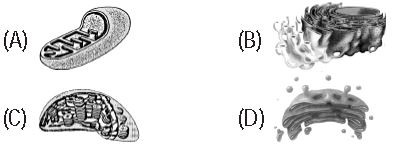 ""Olympiad-Class-8-Science-Mock-Test-Set-H