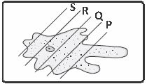 ""Olympiad-Class-9-Science-Mock-Test-Set-D