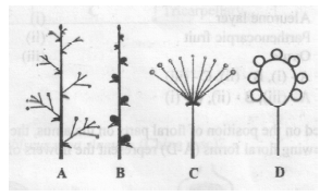NEET-Biology-Online-Mock-Test-For-Full-Syllabus-Set-A-1