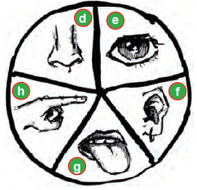 NSO-Science-Olympiad-Online-Mock-Test-Class-2-Set-B-3