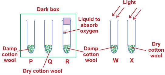 NSO-Science-Olympiad-Online-Mock-Test-Class-5-Set-C-6