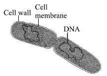 CBSE Class 11 Biology Biological Classification MCQs Set C-1