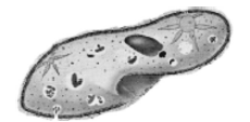 CBSE Class 11 Biology Biological Classification MCQs Set C-3