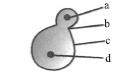 CBSE-Class-10-Biology-How-do-Organisms-Reproduce-MCQs-Set-E-1