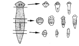CBSE-Class-10-Biology-How-do-Organisms-Reproduce-MCQs-Set-E-2