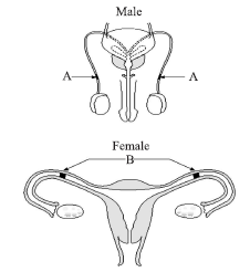 CBSE-Class-10-Biology-How-do-Organisms-Reproduce-MCQs-Set-E-3