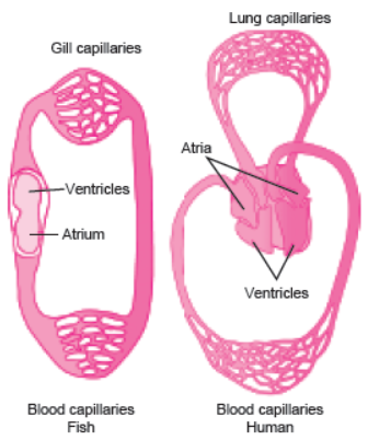 CBSE-Class-10-Biology-Life-Processes-MCQs-1