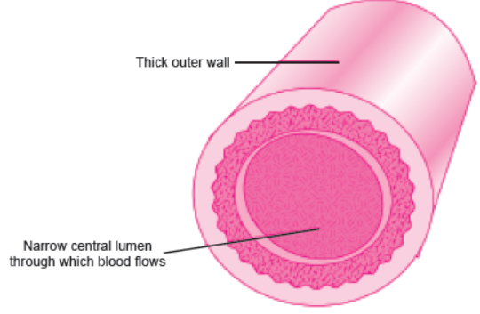 CBSE-Class-10-Biology-Life-Processes-MCQs-2