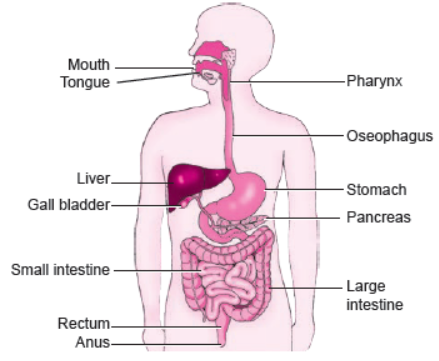 CBSE-Class-10-Biology-Life-Processes-MCQs-3