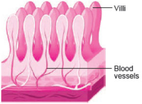 CBSE-Class-10-Biology-Life-Processes-MCQs-4