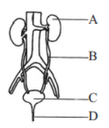 CBSE-Class-10-Biology-Life-Processes-MCQs-5