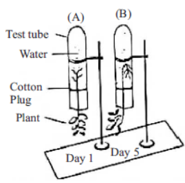 CBSE-Class-10-Biology-Life-Processes-MCQs-6