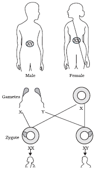 CBSE-Class-10-Science-Heredity-and-Evolution-MCQs-Set-D
