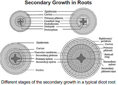 CBSE-Class-11-Biology-Anatomy-Of-Flowering-Plants-Notes-Set-B-10