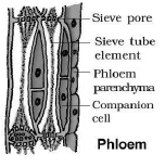 CBSE-Class-11-Biology-Anatomy-Of-Flowering-Plants-Notes-Set-B-2