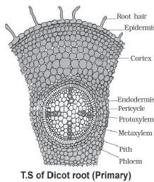 CBSE-Class-11-Biology-Anatomy-Of-Flowering-Plants-Notes-Set-B-5