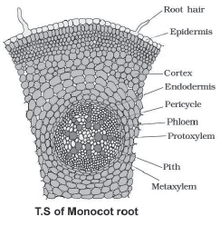 CBSE-Class-11-Biology-Anatomy-Of-Flowering-Plants-Notes-Set-B-6