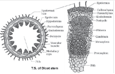 CBSE-Class-11-Biology-Anatomy-Of-Flowering-Plants-Notes-Set-B-7