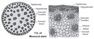 CBSE-Class-11-Biology-Anatomy-Of-Flowering-Plants-Notes-Set-B-8