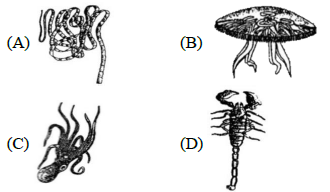 CBSE-Class-11-Biology-Animal-Kingdom-MCQs-Set-D-2