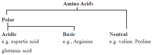 CBSE-Class-11-Biology-Biomolecules-Notes-Set-B-3