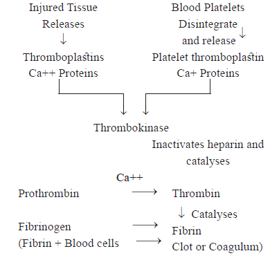 CBSE-Class-11-Biology-Body-Fluids-And-Circulation-Notes-Set-B-2