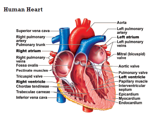 CBSE-Class-11-Biology-Body-Fluids-And-Circulation-Notes-Set-B-4