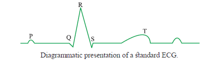 CBSE-Class-11-Biology-Body-Fluids-And-Circulation-Notes-Set-B-5