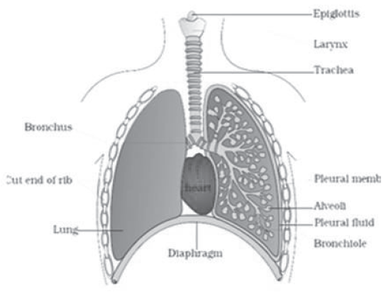 CBSE-Class-11-Biology-Breathing-And-Exchange-Of-Gases-Notes-Set-B-3