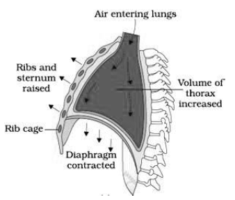 CBSE-Class-11-Biology-Breathing-And-Exchange-Of-Gases-Notes-Set-B-5