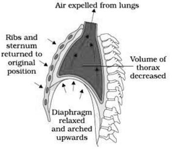CBSE-Class-11-Biology-Breathing-And-Exchange-Of-Gases-Notes-Set-B-6