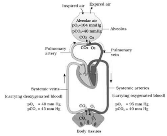 CBSE-Class-11-Biology-Breathing-And-Exchange-Of-Gases-Notes-Set-B-7