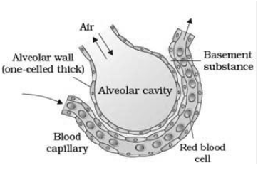 CBSE-Class-11-Biology-Breathing-And-Exchange-Of-Gases-Notes-Set-B-8