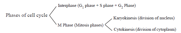 CBSE-Class-11-Biology-Cell-Cycle-And-Cell-Division-Notes-Set-B-1