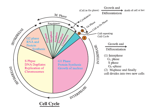 CBSE-Class-11-Biology-Cell-Cycle-And-Cell-Division-Notes-Set-B-2