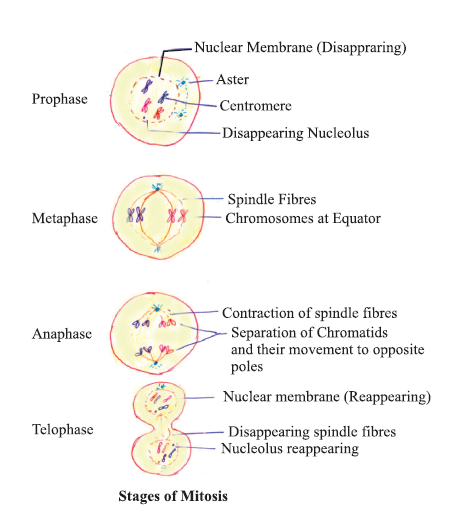 CBSE-Class-11-Biology-Cell-Cycle-And-Cell-Division-Notes-Set-B-3