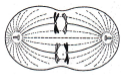 CBSE-Class-11-Biology-Cell-Cycle-and-Cell-Division-MCQs-Set-D-1