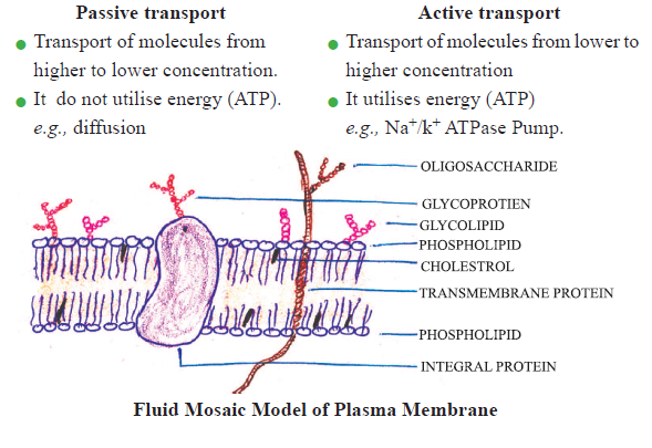 CBSE-Class-11-Biology-Cell-The-Unit-Of-Life-Notes-Set-B-2