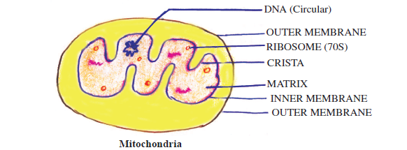 CBSE-Class-11-Biology-Cell-The-Unit-Of-Life-Notes-Set-B-3