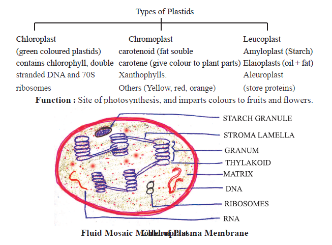 CBSE-Class-11-Biology-Cell-The-Unit-Of-Life-Notes-Set-B-4