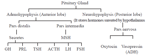 CBSE-Class-11-Biology-Chemical-Coordination-and-Integration-Notes-Set-A-1
