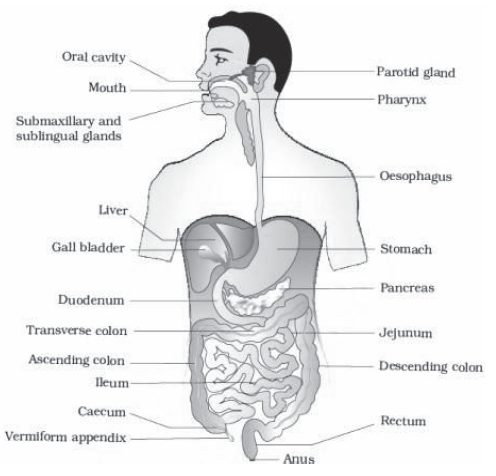 CBSE-Class-11-Biology-Digestion-and-Absorption-Notes-Set-B-1