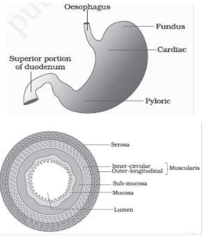 CBSE-Class-11-Biology-Digestion-and-Absorption-Notes-Set-B-2