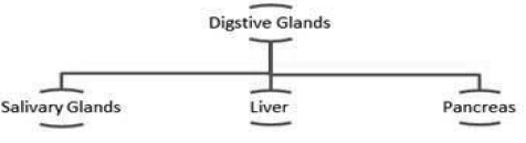 CBSE-Class-11-Biology-Digestion-and-Absorption-Notes-Set-B-3