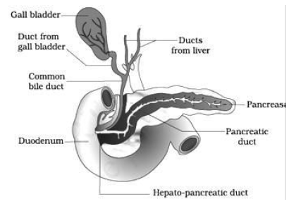 CBSE-Class-11-Biology-Digestion-and-Absorption-Notes-Set-B-4