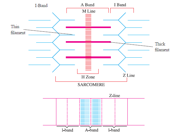 CBSE-Class-11-Biology-Locomotion-And-Movement-Notes-Set-B-2
