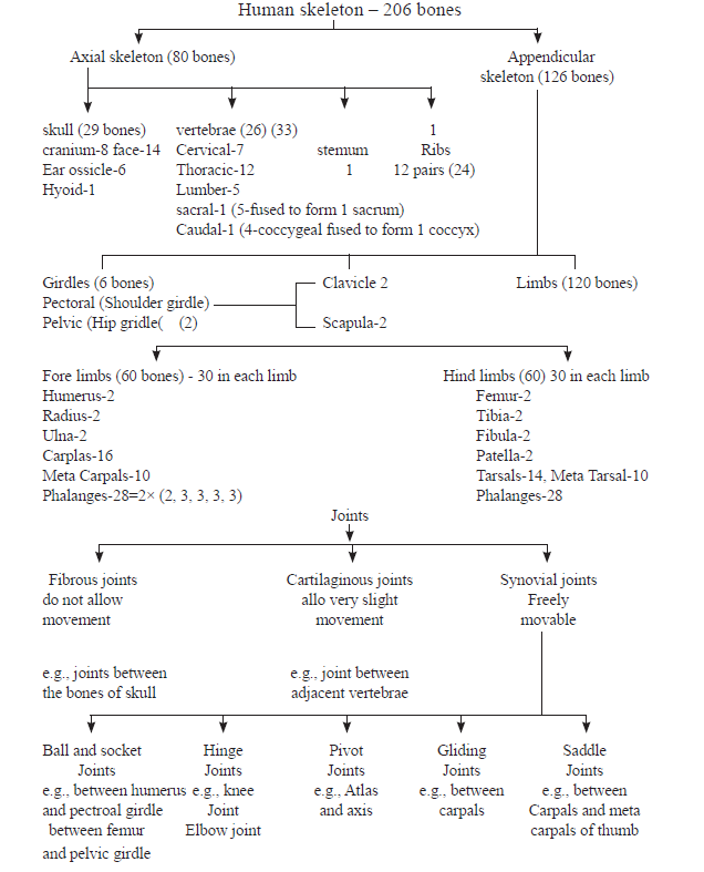 CBSE-Class-11-Biology-Locomotion-And-Movement-Notes-Set-B-3